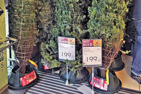 真．聖誕樹 劈價$200一棵