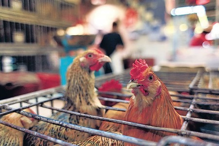 H7N9疑突變 對禽類有高致病性