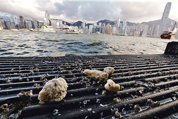 油污漂到維港 恐致海洋生態災難