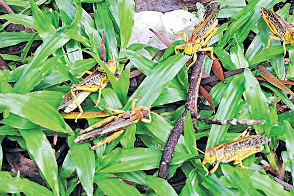 馬鞍山驚現蝗蟲 或放生惹禍