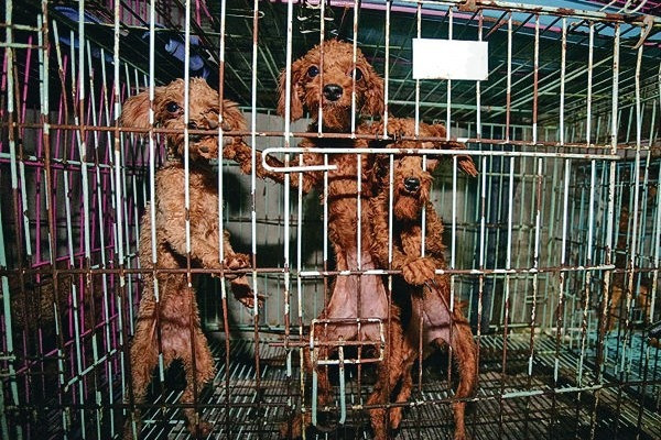 101犬困地獄狗場 部分遭割聲帶