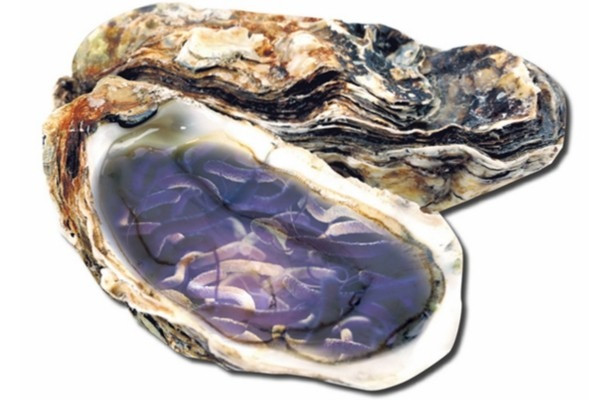 美婦吃生蠔染弧菌 腳肌壞死腐爛21日後亡