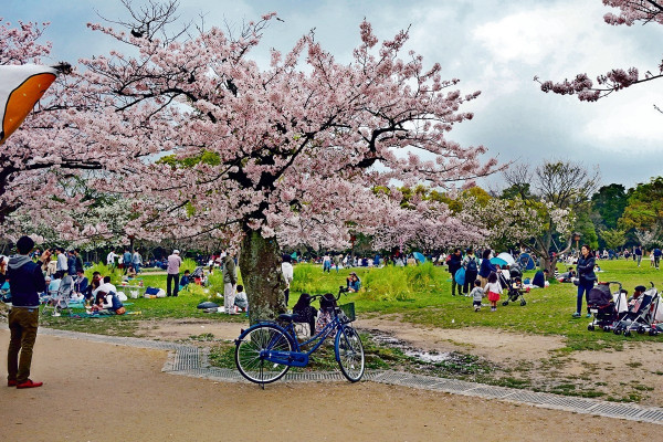 復活節賞櫻熱 $4萬豪華團已爆