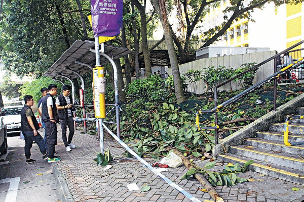 順利邨樹折30kg橫椏 擊殺印傭
