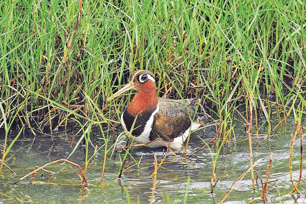 休閒農莊變燒烤場 雀鳥無家可歸