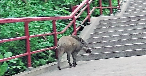 闖黃大仙連傷3人 野豬逃之夭夭