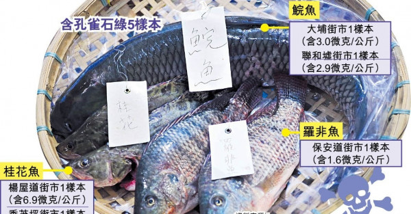 5內地魚樣本含孔雀石綠 桂花魚最毒