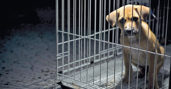 動物法擬修例 倡虐畜者最高囚10年