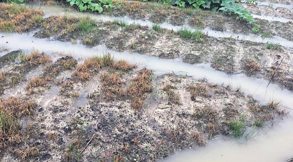 連日暴雨 浸爛逾萬向日葵苗