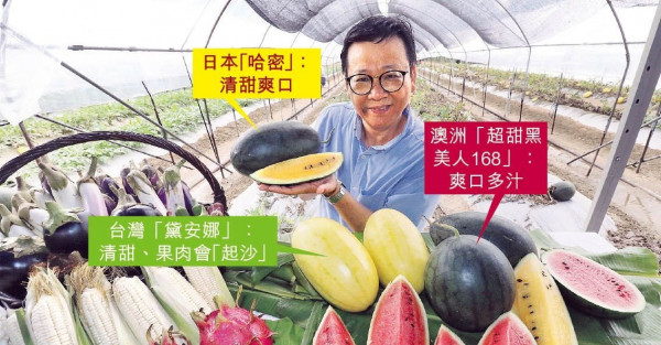 有機西瓜節 首引入日本黃肉「哈密」