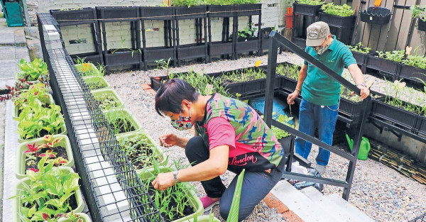 上環一隅變苗圃促進鄰里情 市建局夥社企招義工隊打理