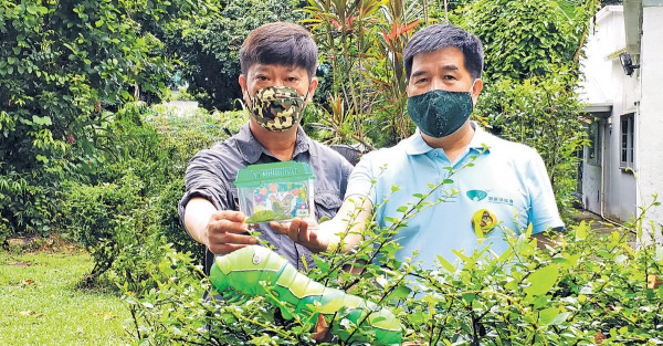 稱「學習套裝」可作生命教育 網售蝴蝶幼蟲 環團憂變生態災難