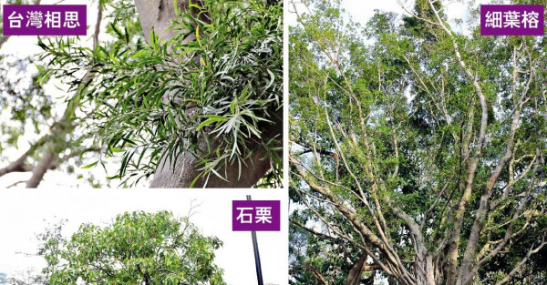 公屋3大常見樹 打風恐倒塌 16樹種 枝幹易折斷