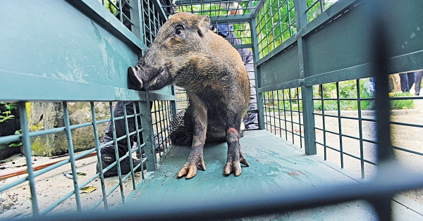 前狩獵隊長：市民亂餵 野豬變大膽增傷人 特首稱或加重餵飼刑罰