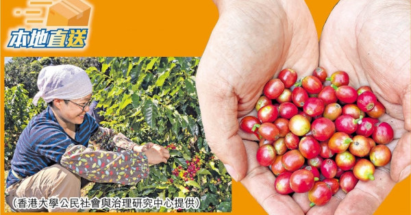 荔枝窩植700棵產量年增2倍 港產咖啡迎豐收期