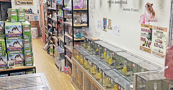 倉鼠染新冠全球首例 港府全數撲殺 銅鑼灣寵物店顧客與夫中招