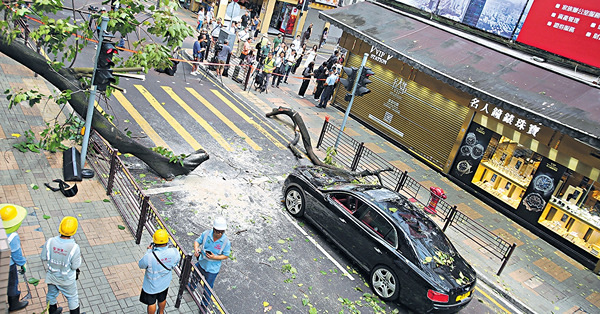 尖沙咀鬧市塌樹砸車 司機一度被困