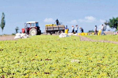 澳洲青提多到爛 $10兩袋大平賣 澳洲青提多到爛 $10兩袋大平賣