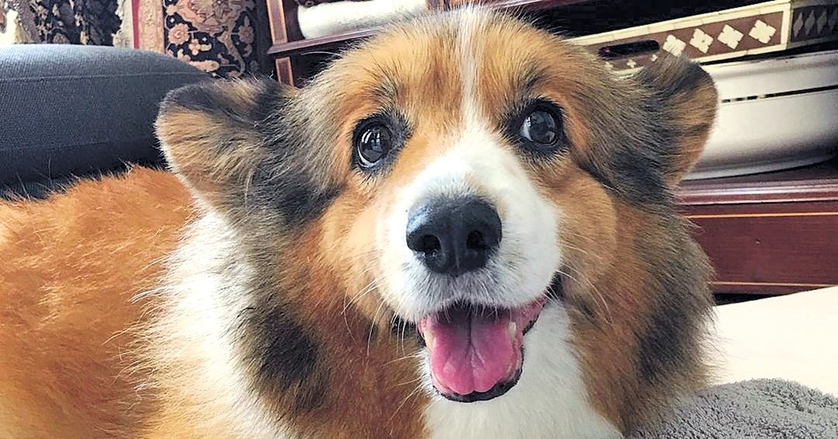 愛犬「妹妹」安詳離世 張敬軒︰已經好叻好叻了