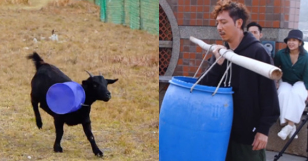 ViuTV旅遊節目《淡季報錯團》被指虐待動物？陳子豐膠桶笠羊遭網民鬧爆：成班童黨