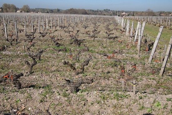 泥土酸鹼值決定葡萄品質 泥土酸鹼值決定葡萄品質