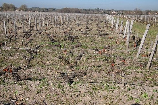 泥土酸鹼值決定葡萄品質