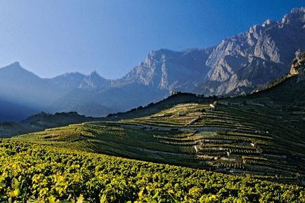 瑞士酒鄉淺談 瑞士酒鄉淺談