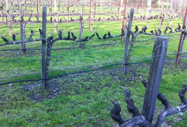 葡萄種植學：不能承受的水？