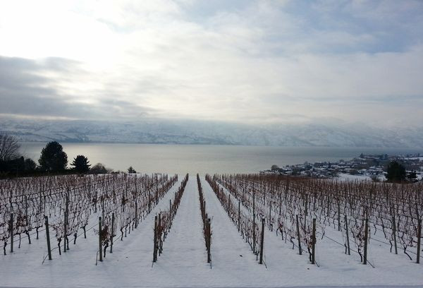 尋找那一抹清新芳香