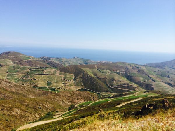 大檢閱！南法露喜龍葡萄品種