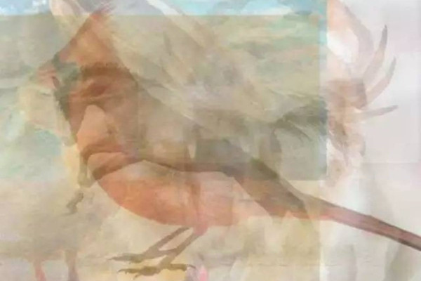 【太準了！】第一眼看到什麼動物，你就是什麼樣的人！