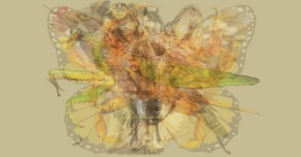 【心理測驗】你第一眼看到什麼動物? 據說能測出你是什麼樣的人! 