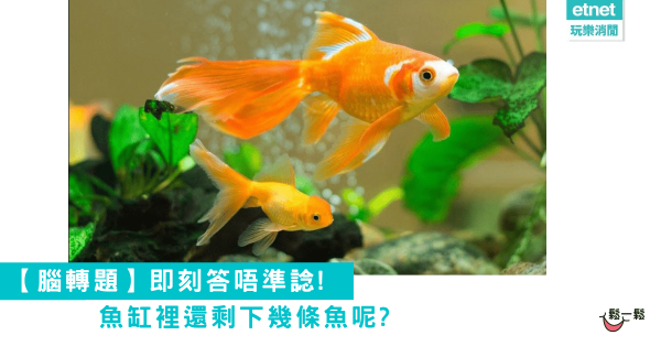 【腦轉題】即刻答唔準諗! 魚缸裡還剩下幾條魚呢?