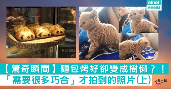【驚奇瞬間】麵包烤好卻變成樹懶？！「需要很多巧合」才拍到的照片 (上)