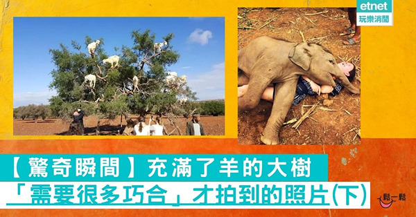 【驚奇瞬間】充滿了羊的大樹 「需要很多巧合」才拍到的照片(下)