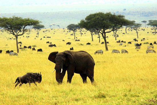東非獵影之旅（上）走進野生動物的天堂