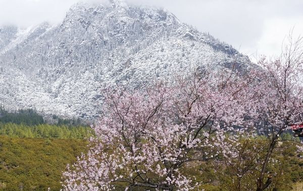 高原春之旅：藏東千里桃花香