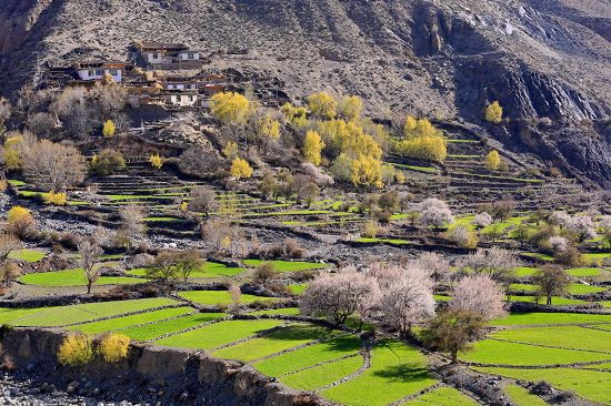 高原春之旅：藏東千里桃花香（下）