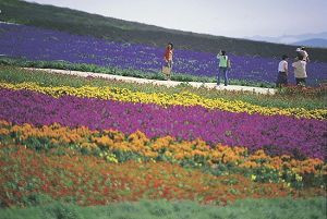 夏遊北海道（上）：姹紫嫣紅的世界