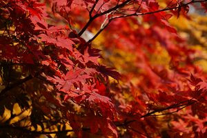 東北追秋：神秘長白山