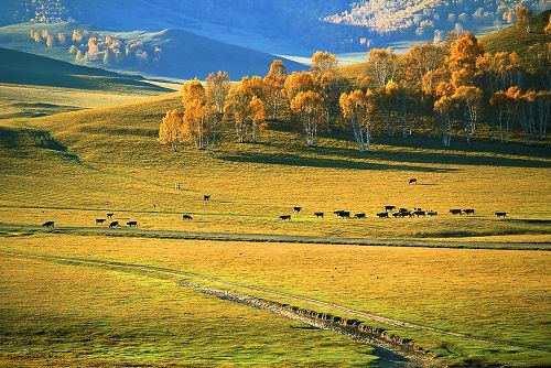 壩上草原「獵秋」