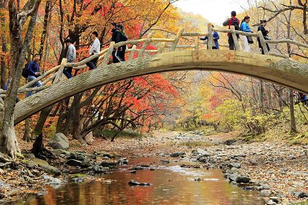 東北追秋 紅葉長廊 美不勝收