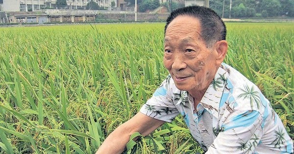 袁隆平與他的雜交水稻