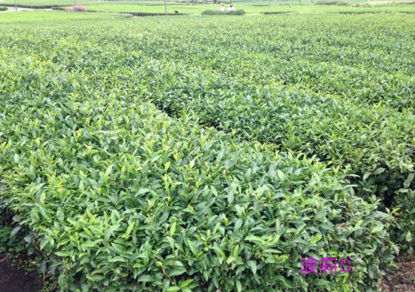 睡覺也要變美！