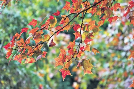 唔使去大棠！市區6大賞紅葉勝地