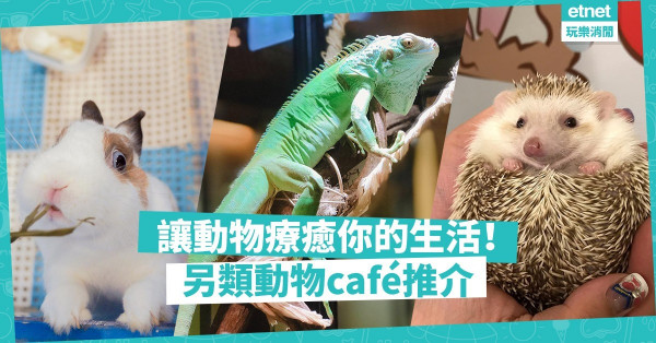 【零距離接觸】讓牠們療癒那顆被工作侵佔的心靈！3間另類動物café推介