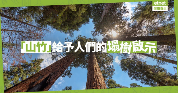 【倒下的香樟樹】「山竹」給予人們的塌樹啟示