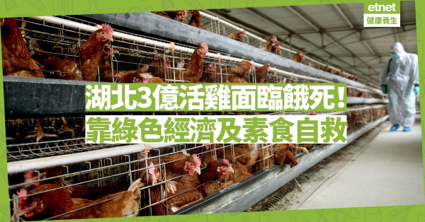 【糧食危機】湖北3 億隻活雞面臨餓死！只有綠色經濟、實踐素食才能「自救」！