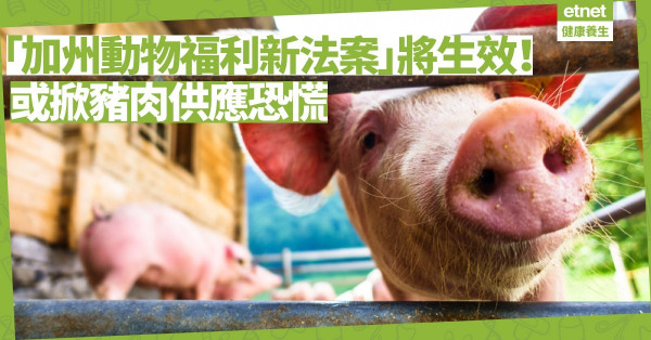 「加州動物福利新法案」生效在即，或掀起豬肉荒！怎樣才真正做到食物可持續性發展？
