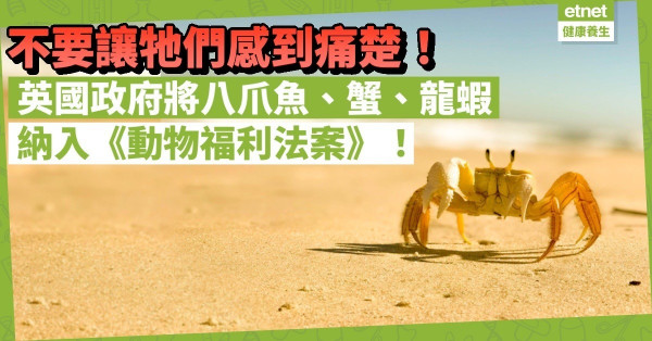 八爪魚也有情感？也會感到痛楚？英國政府將八爪魚、蟹、龍蝦納入《動物福利法案》！